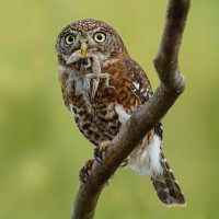 Cuban Pygmy-Owl